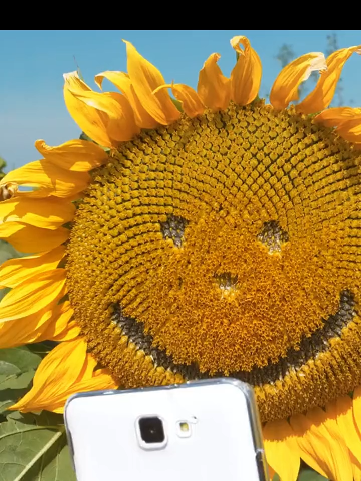 #flores #plantas #jardins #jardinagem #horta #pomar #comocultivar