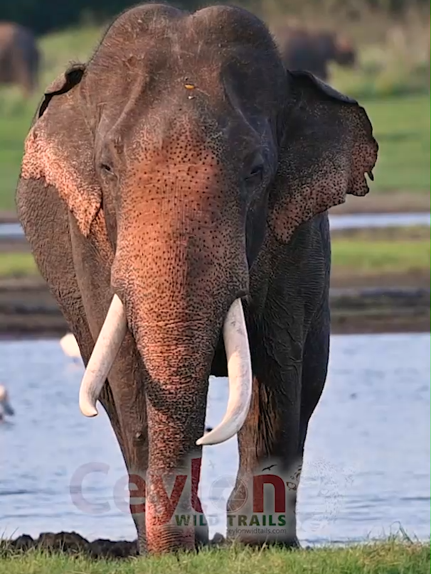 ගජ රජ සුමේද නැවතත් මද සමයේ.... 🐘🍃😲 #tusker  #viral #srilanka #elephant #photography #wildlifephotography #travel