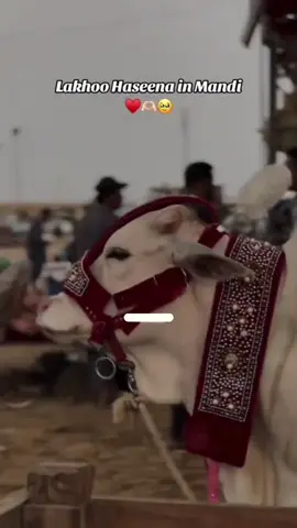 bakra Eid Mubarak in advance ❤️❤️❤️