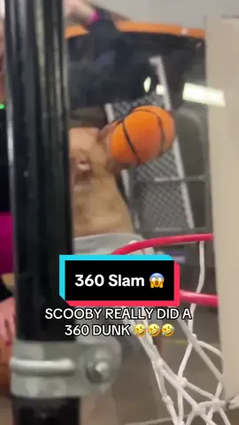 @Jenna Bandy getting Scooby ready for his halftime show 🤣 #NBA #basketball #dunk #dog 