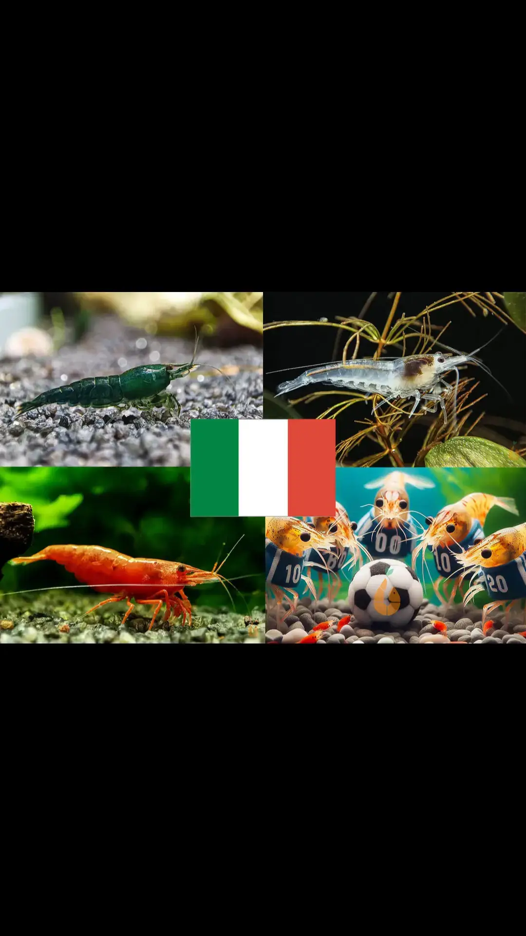 ⚽ Heute geht'weiter:  Italien : Albanien  Wie wird das Spiel wohl ausgehen? 🤠 + Die andere Spiele?  --- Bunter Neocaridina Garnelen Party-Mix | Team ITALIEN | 10+1 & kostenlose Probe - 10+1 Stück + kostenlose Probe :)  - Neocaridina Fussball EM Party-Mix - Farbe = grün+ weiß + rot - Wasserhärte = weich bis hart - Verhalten = sehr friedlich - Zucht = einfach - Für Anfänger geeignet Die Fussball Europameisterschaft spielt sich vor unserer Tür ab und hier steigt im Aquarium nicht nur am Wochenende eine flotte Party. Gemeinsam wollen wir mit unserer Lieblingsmannschaft mitfiebern und diese anfeuern. Was gibt es da cooleres, wenn auch der passende Garnelen Party Mix im heimischen Garnelenaquarium mit von der Partie ist?  Bei dem Neocaridina Party-Mix ist immer was los und bunte Abwechslung garantiert. Neocaridina Zwerggarnelen sind einfach in der Haltung und sehr friedlich. Sie stellen dabei keine hohen Ansprüche an die Wasserwerte und sind deshalb für Anfänger gut geeignet. In einem Gesellschaftsbecken können die Neocaridina mini Garnelen mit Schnecken, Zwergflusskrebsen und anderen friedlichen Bewohnern vergesellschaftet werden. Auch eine Haltung mit kleineren Fischen ist möglich. Achtung: Fische vergreifen sich unter Umständen an kleinen Garnelenbabys. Grundlegend sollten ausreichend Versteckmöglichkeiten, wie Moose, Pflanzen, Wurzeln und Deko für die Garnelenbabys vorhanden sein. Neocaridina Garnelen sind im Aquarium als Gesundheitspolizei geschätzt. Sie fressen nicht nur Biofilme und Algenaufwuchs, sondern verwerten auch liegen gebliebene Futterreste und abgestorbene Pflanzenteile. --- Darüber freuen sich die anderen Bewohner in meiner Aquarium Zuchtanlage: Zwerggarnelen / Garnelen, Wasserschnecken, Krebse, Krabben, Wasserpflanzen, Moose.. 🦐🌿 Aqua Birne Shop: Aqua - Birne . de 🐌🦞 ▶️ Folge mir gerne für mehr! Aquaristische Grüße Daniel Birnbaum, die Aqua Birne 🍐🤠👍 . . . #Aquarium #aquariumhobby #garnelen #garnelenaquarium #garnelenbecken #nanocube #nanoaquarium #neocaridina #caridina #aquascaping #garnelenzucht #zwerggarnelen #aquaristik #fische 