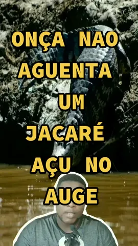 #jacaréaçu #onçapintada 