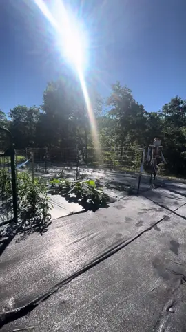Gardens looking beautiful this am !!! #garden #gardenlife #gardening #vegetables #gardenlifestyle #gardenproject #gardener #gardentok #gardeningtiktok #farm #wv #homestead #farming #farmlife #farmgirl #tomatoes 