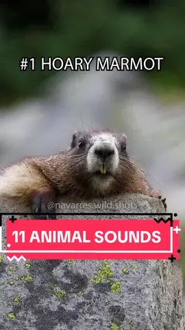 Which of these animal sounds have you heard before? I filmed the majority of these videos in Washington and Montana. This marmot in this video is the exact same marmot from the original marmot scream video, but these are different clips I didn't edit until recently. Enjoy some crazy animal sounds 🎶 #animalsounds #marmotscreaming #pika 
