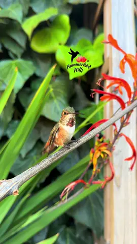 Tiny beauty ✨ #hummingbirds #nature #allenshummingbird  . Share this video with friends and family to spread the joy of hummingbirds ✨ . . © All rights reserved.  Don’t use without permission.  . . . #birds #naturelover #Outdoors #birdwatching #gardenbirds #featherperfection #instabirds #wildlife #hummingbirdfeeder #backyardbirds #birdsinflight #hummingbird  #hummingbirdsoftiktok #asmr #foryou #vibes #WeekendVibes #viral #fyp #foryoupage #reels #birdreels #naturereels #reels__tiktok #viralvideo 