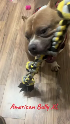 #latinos #music ##tugofwar #extreme #exotic #americanbullys #americanbully×| #king #kong #bluenosepitbull #capone #MajesticBully #son #americanbully #kingkong #midwestkustomsinc #ronaldmcdonaldhousecharities #hustling #hustler #producer #collab #gym #Fitness #FitTok #motivation #inspiration #mystory #overcome #life
