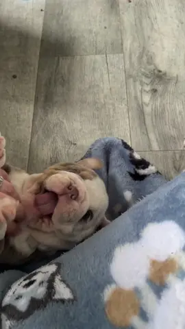 Someone loved his belly rubs 🥰 English Bulldogs Puppies Cute Puppies 