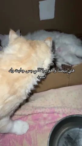 Bro is not the father #fyp #kuwait #cats #kittens #الكويت 
