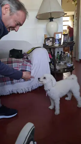 Recién llegada a la casa de los abuelos #tina #videoviral #tiktok #viral #paratiiiiiiiiiiiiiiiiiiiiiiiiiiiiiii #paratiii #fyp #tiktoker #caniche #juego 