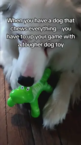 #bestdogtoyever #dogtoy #dogtoyreview #dogtoytest #dogtoytester #dogsoftiktok #dogs #bordercollie #bordercolliesoftiktok #aggressivechewer #chewtoy #chewtoys #dogsontiktok #dogmom #dogmomlife 