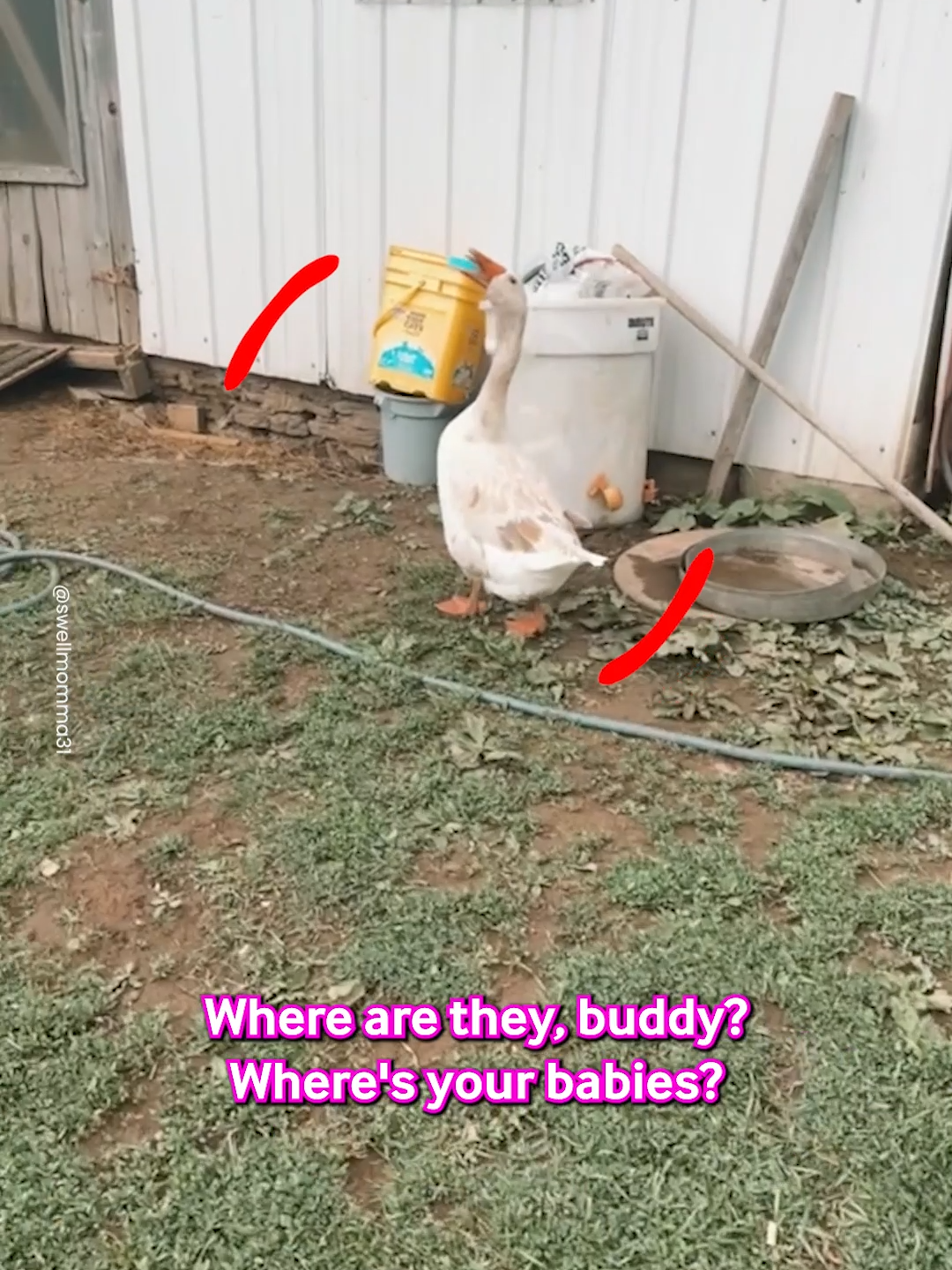 He's The Best Daddy Goose ❤️ #daddy #goose #geese #family #coop #barn #babygoose #fyp #viral