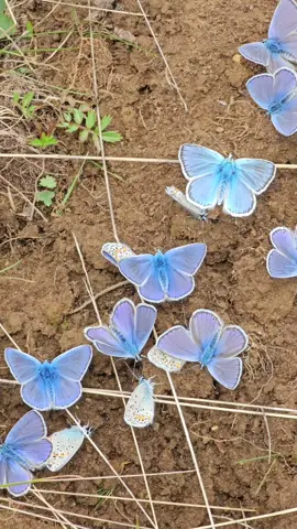 Mavi kelebekler #butterfly #kelebek #nature