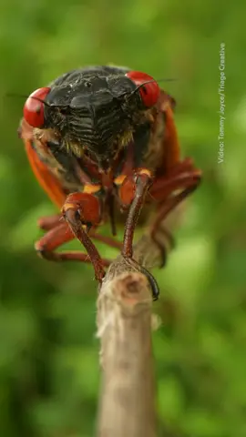 We’re all abuzz at the groundbreaking news—it’s a cicada summer! We're seeing a double emergence event for the first time in over 200 years. Follow the 🔗 in our bio to see Keith Ladzinski photograph just a few of almost a billion cicadas taking to the skies.