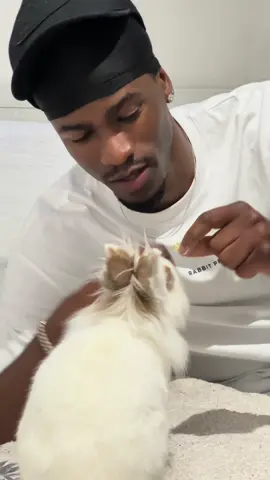 🐰 
