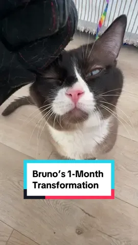 “Aggressive” Bruno’s 1-month Transformation 💫 It’s so hard to believe that this is the same cat I brought home. The first few weeks with Bruno were overwhelming. I felt hopeless at times. Even with my experience with feral & aggressive cats, Bruno has been the most challenging by far. But with love, time and patience, we uncovered a gentle soul just craving love and affection.  We still have some work ahead of us, as he occasionally gets triggered, but I am so incredibly proud of how far we’ve come in such a short amount of time 🥰 A big thank you to #FurboForGood for making this video possible and generously donating to The Happy Kitty Rescue! I am so grateful for their support and the impact they’re making in the whole rescue community. Every purchase made with Furbo helps improve the well-being of rescued pets by providing meals, shelter, training, and more.  I’ve especially loved having our Furbo Cat Camera to capture all our precious moments and keep an eye on the babies when I’m not home. Thank you, @Furbo Pet Camera! We love you!! 😻