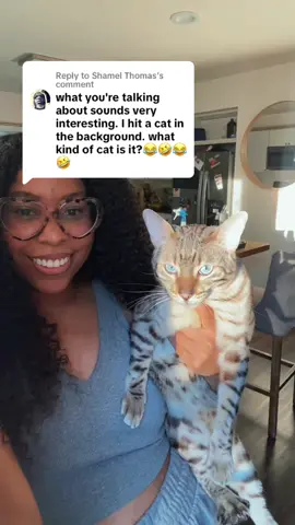 Replying to @Shamel Thomas 🤣 fair. This is Sheba the cat scholar, she chimes in the background of all my videos and is very opinionated!  #catsoftiktok 