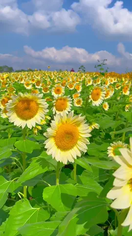 Hãy sống như những hoa hướng dương bởi mỗi ngày chúng đều rất hạnh phúc và tươi sáng❤️#hoahuongduong #sunflower #chill #cuoituanvuive #garden #flowers #sky 