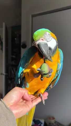 Another way of enjoying her Gumnut while Bubba Cyan is having her dose of Vitamin D :-) Enjoying our bonding time indeed :-) #macaw #bluegoldmacaw #parrot #melbourne   #enrichment #fun #pet #bonding  #gumnut #vitaminD #healthy #sunshine 