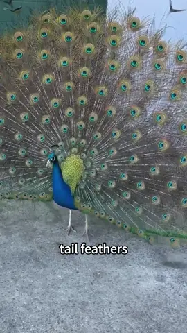 Beautiful animal!!#fyp #tiktok #animalsoftiktok #rescue #cute #healing #storytime #Love 