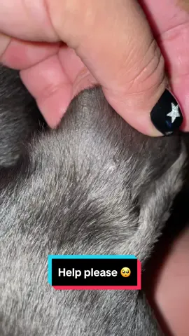So zeus has really bad skin he gets a lot of pimples has a lot of dry skin with patches all over i know its common for some dobermans to have bad skin problems but if anyone knows how i can help him and make it better we appreciate it.. we’ve tried rubbing coconut oil on him  #fyp #foryoupage #doberman #sandiego #dobermansoftiktok 