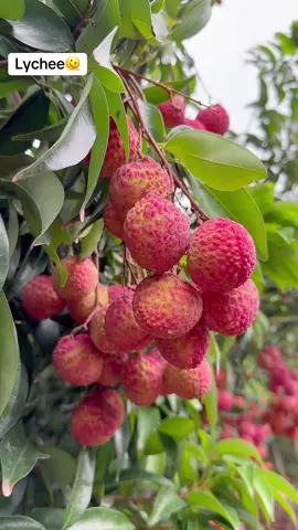 🧑‍🌾👍🏻🫠 Lychee is very sweet and succulent Lychee is very sweet and succulent 