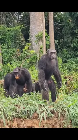 chimps!!! #fypシ゚viral #fy #fyppppppppppppppppppppppp #primate #monkey #chimpanzee #planetoftheapes 