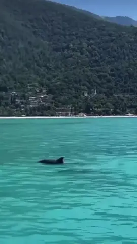 Дельфины танцоры 😍 #traveltiktok #рай #черноеморе #abkhazia #путешествия #абхазия #дельфины #гагра #2024 #море 
