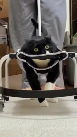 Tough kitty.#animals #cat #cute #Love #story #healing #foryou #tiktok #London #kitty 