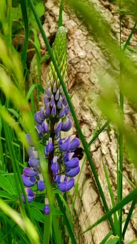 watching you 💜💚🧡💛 #flowers #wildlife #forestfloor #countryside #countrylife #flower #naturelover #colours #photography #naturevideo #travel #explore #life #blossem #polen #colourful #mothernature #wild #naturesgarden #garden #Outdoors #landscape #nature  #naturecolours #bumblebee 