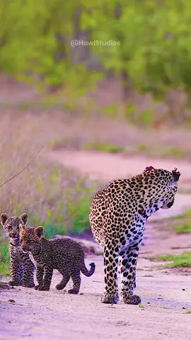 Leopard mum spotted walking with cubs … Poor leopardess may have been in a fight protecting her babies… * Follow our friends  @HAWI Studios for more amazing videos… #Wildography #wildlife #bigcats  #nature #cute #family #lovely HA16494