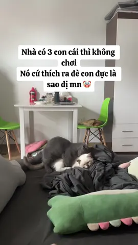 1 con đực thích đè 1 con đực  #cat #meo #pets #thinhhanh #catlover #petlover 