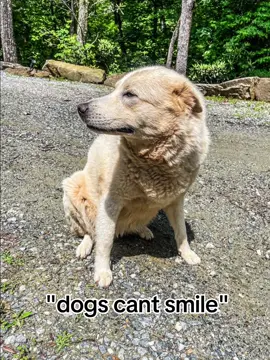 I had to hop onto this because of my love for mt dog 🥹🫶🏼 #CapCut #fyp #fypage #fypシ゚viral #fyppppppppppppppppppppppp #fypp #fypsounds #fypツ #viral #viraltiktok #dogsoftiktok #dogsofttiktok #goldenretriever #chowchow #smile #dogs #dogtok #dogmom 