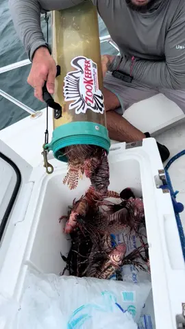 We are doing some experimentation! This spot is definitely new to us and we still did pretty good. Alex is about down on his dive hopefully finding what I did not! The honey hole I dropped him in a spot that looks pretty darn promising so hopefully he will come up happy! #lionfishextermination #showusyourzk #lionfishhunting #lionfish #nonprofitsoftiktok #nonprofit #invasivespecies #floridaman #boom #lionfishdump #waves #eatingLionfish @Alex Borsutzky @Nathaniel Sorensen @Rachel Taub 