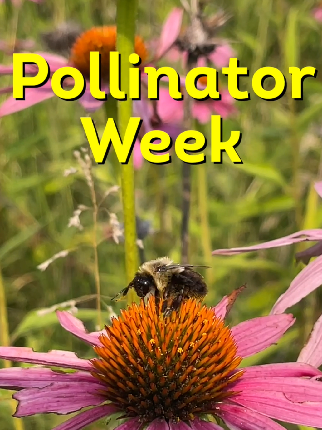 🌼🐝 Happy National Pollinator Week! 🦋🌸 This week, we celebrate and raise awareness about the vital role pollinators play in our ecosystem. From bees and butterflies to birds and bats, these incredible creatures help pollinate over 75% of flowering plants and nearly 75% of our crops. #PollinatorWeek #pollinatorweek2024 #plantforpollinators #nativebees #pollinators