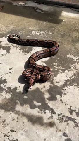Resgate do Dia! Jiboia/cobra-de-veado (Boa constrictor) #biologia #biologia #herpetologia #herpetology 