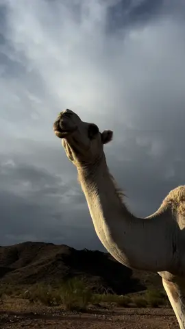 #البل #عطايا_الله #افلح_من_ذكر_الله #اكسبلورexplore #اشعب_اصيني_مال_حال #explore 