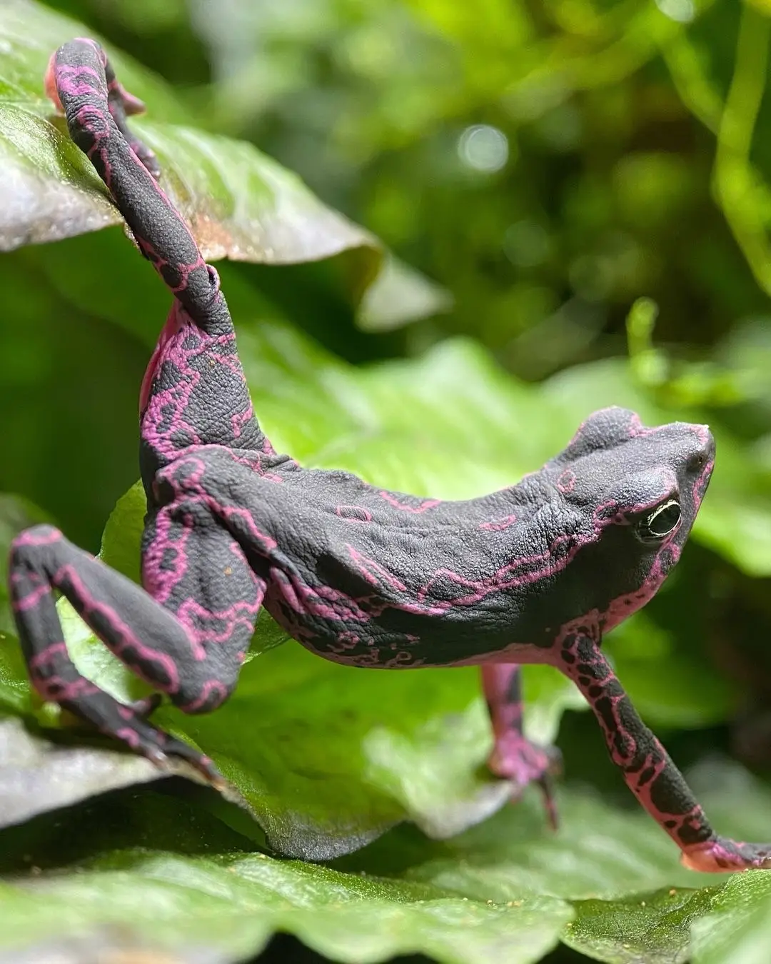 #cool #nature #toad #purple #animals #frog 