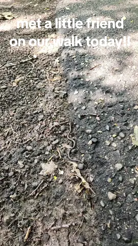 little snake #snek #dangernoodle #snake #nature #wildanimals #hike #Hiking #hikemn 