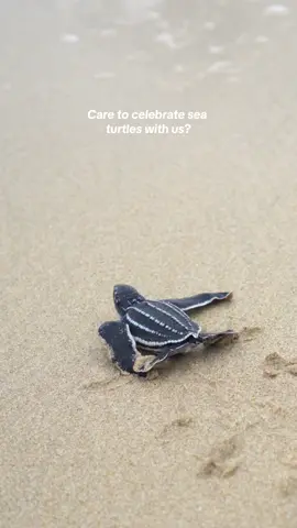 We would like to take this #WorldSeaTurtleDay to petition for a sea turtle emoji. 🌊🐢 #SeaTurtle #SeaTurtles #SeaTurtleDay #SeaTurtleLove #SeaTurtlesOfTikTok 