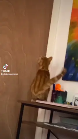 #kitten 