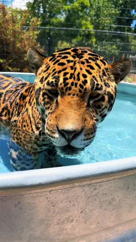 Tank cooling off 🥰 #NOTpets #jaguar #jag #tank #teamtank #bigcat #bigcats #cat #cats #animal #animals #Love #amazing #wow #fl #florida #fyp 