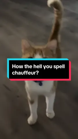 Poor little guy just has a nub. #bobtail #bobtailcat #catsoftiktok #kittensoftiktok #chauffeur 