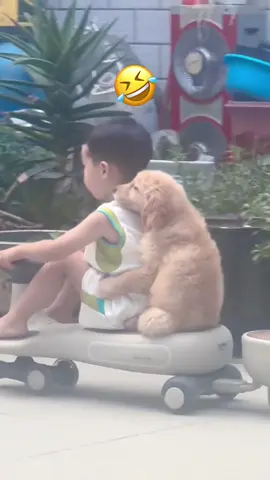 เด็ก: ผู้โดยสารที่อยู่ด้านหลัง โปรดนั่งนิ่งๆ และจับไว้@#สุนัขและเด็ก #สุนัขตลก #โกลเด้นรีทรีฟเวอร์ตัวน้อย 