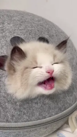 How naughty can a one-month-old kitten be? #cat #fyp #cute #funny #funnyvideos #catsoftiktok 