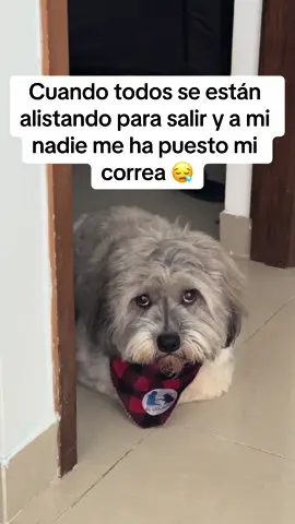No es drama amigos 🙄 #perrostiktokers #perrostiktok #dogtok #fypage #perritotiktokero #animallovers #amorperruno🐶 #mamaperruna🐶 