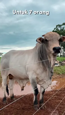 🐏🐄🤪 #CapCut 