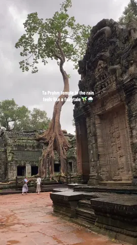 Ta Prohm temple feels like a fairytale when it rains  Visiting Siem Reap, Cambodia in monsoon season is simply underrated. This is the best time, trust me #taprohm #traveltiktok #siemreap #cambodia #angkorwat 