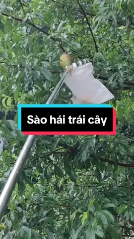 Dụng cụ hái trái cây trên cao, sào hái quả kéo dài rút gọn tiện lợi #dungcuhaitraicay #saohaitraicay #dungcuhaitraicaytrencao #xuhuong 