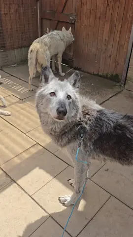 Jet's mingling with the pack, Sully pleased to see his sister 🖤🤍🐺🐾 #wolfdog #wolf #tiktok #trending #viral #animals #fyp #foryou 