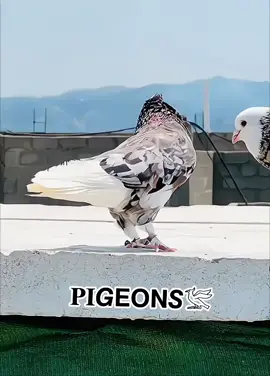 #nomankhangopang00 #kabootarbaazi #pigeons #fypシ #trending #viralvideo #eidmubarak 
